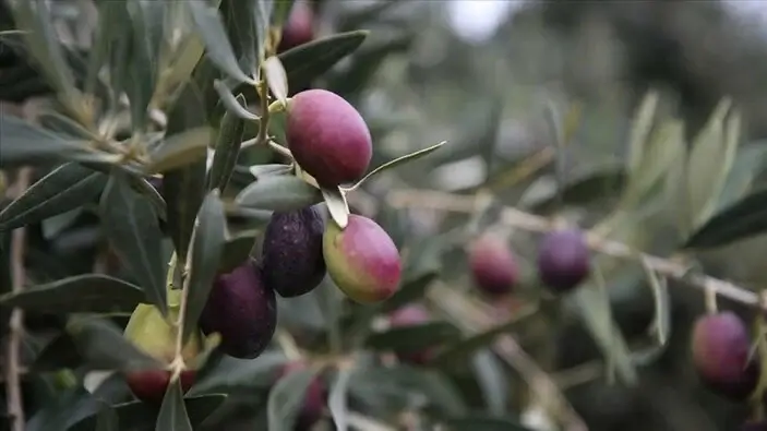 Çanakkale Gümetepe bölgesinin kıyısı, doğası ve zeytinlikleri