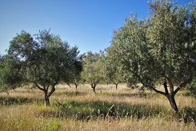 Zeytin hasadı ve zeytinyağı üretiminin tarihini simgeleyen geleneksel sahne